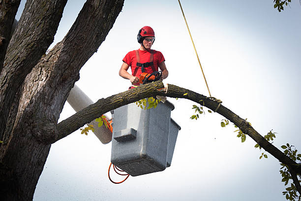 Best Large Tree Removal  in Darlington, WI